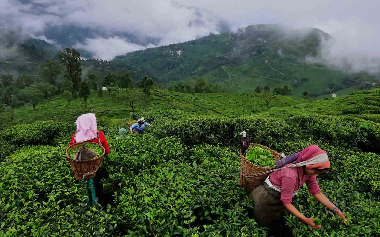 The Tea of Assam