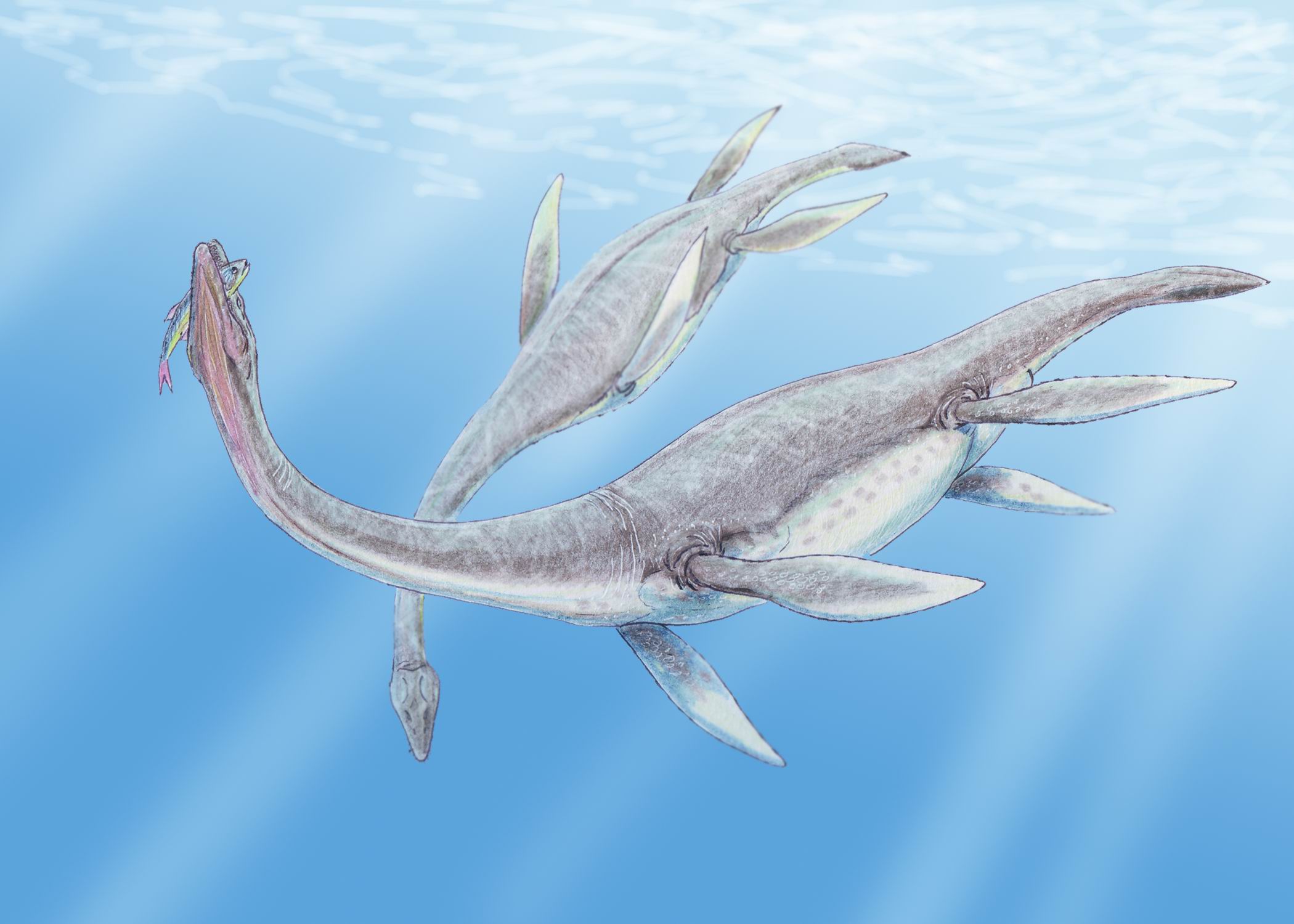 Plesiosaurus 3DB