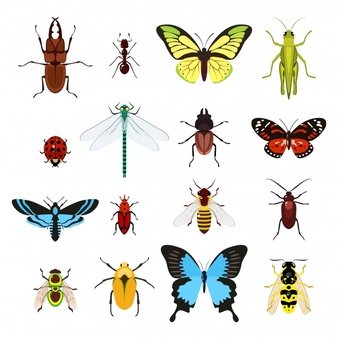 set different insects 1284 1110