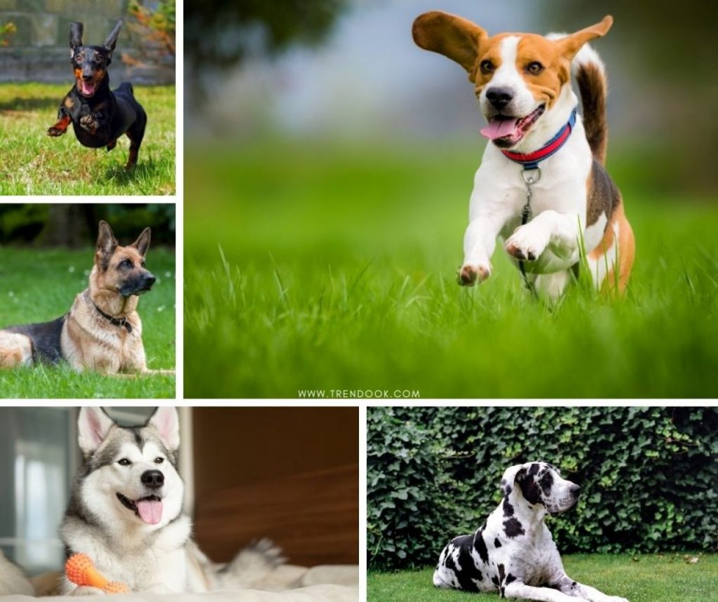 Popular dog breeds in india 1200x1005 1